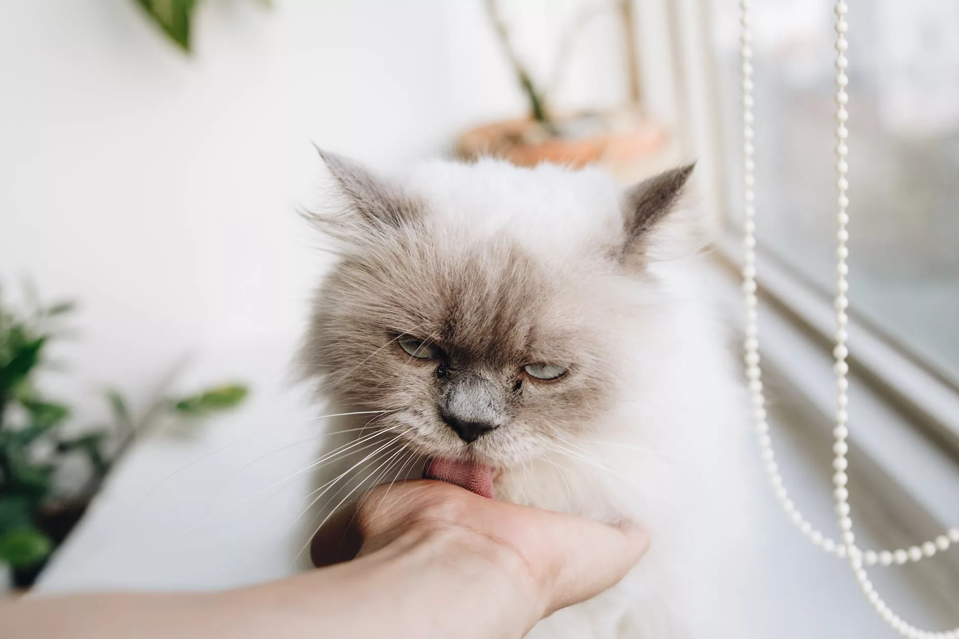 person touching brown cat